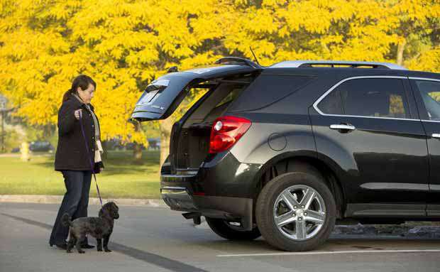 Trata de que tu perro haga ejercicio antes de iniciar el viaje