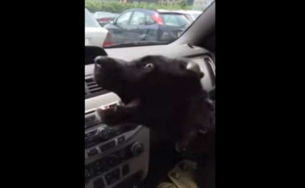 Un perro feliz.