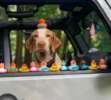 Jeep-Ducking-2