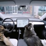 Permite dejar el aire acondicionado encendido con el auto cerrado, mostrando en pantalla que la mascota está a salvo. No reemplaza el sentido común, pero es una solución práctica para paradas cortas.