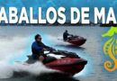 Sea Doo